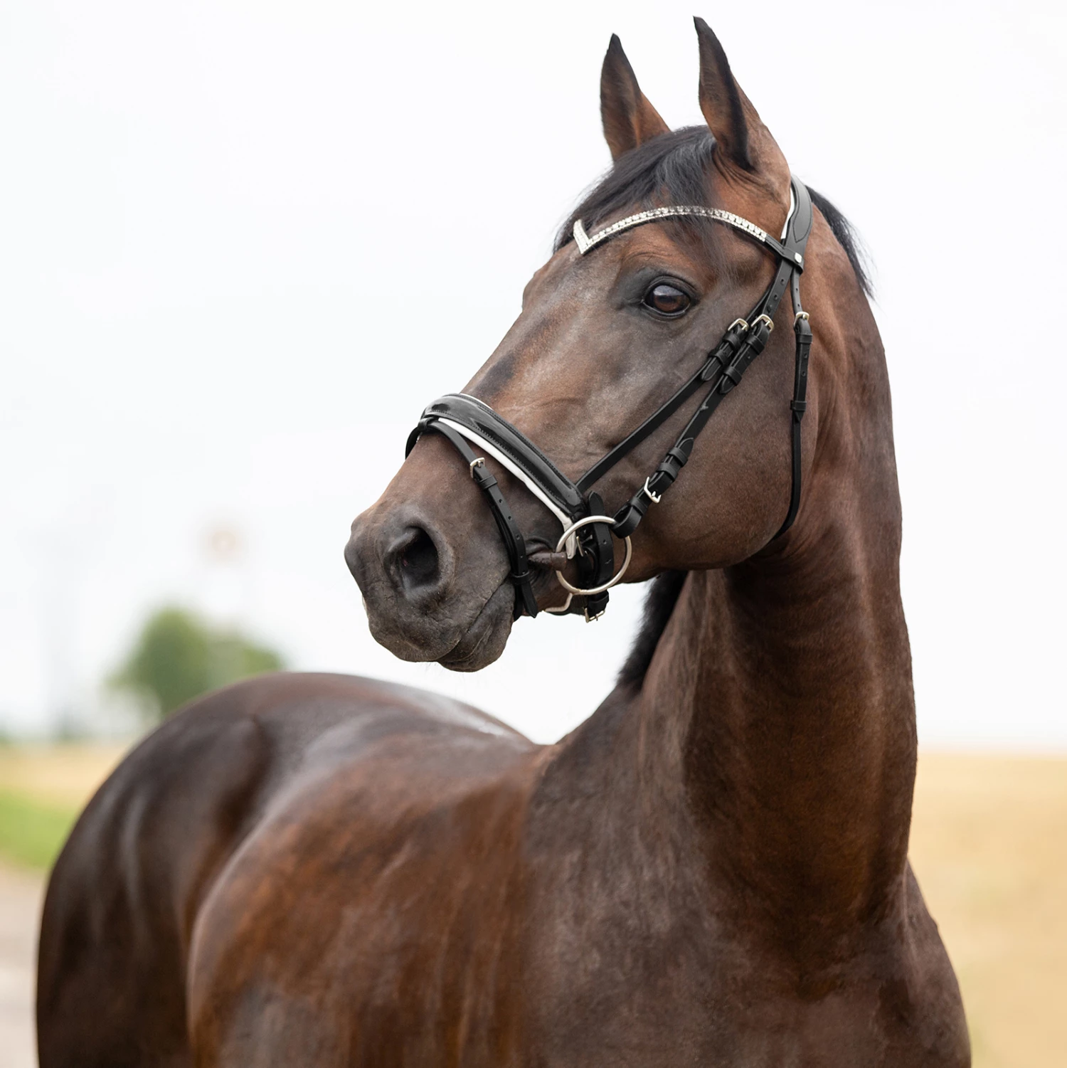 Horze Grayson Anatomische Trense 11 Horze Grayson Anatomische Trense – Bild 9