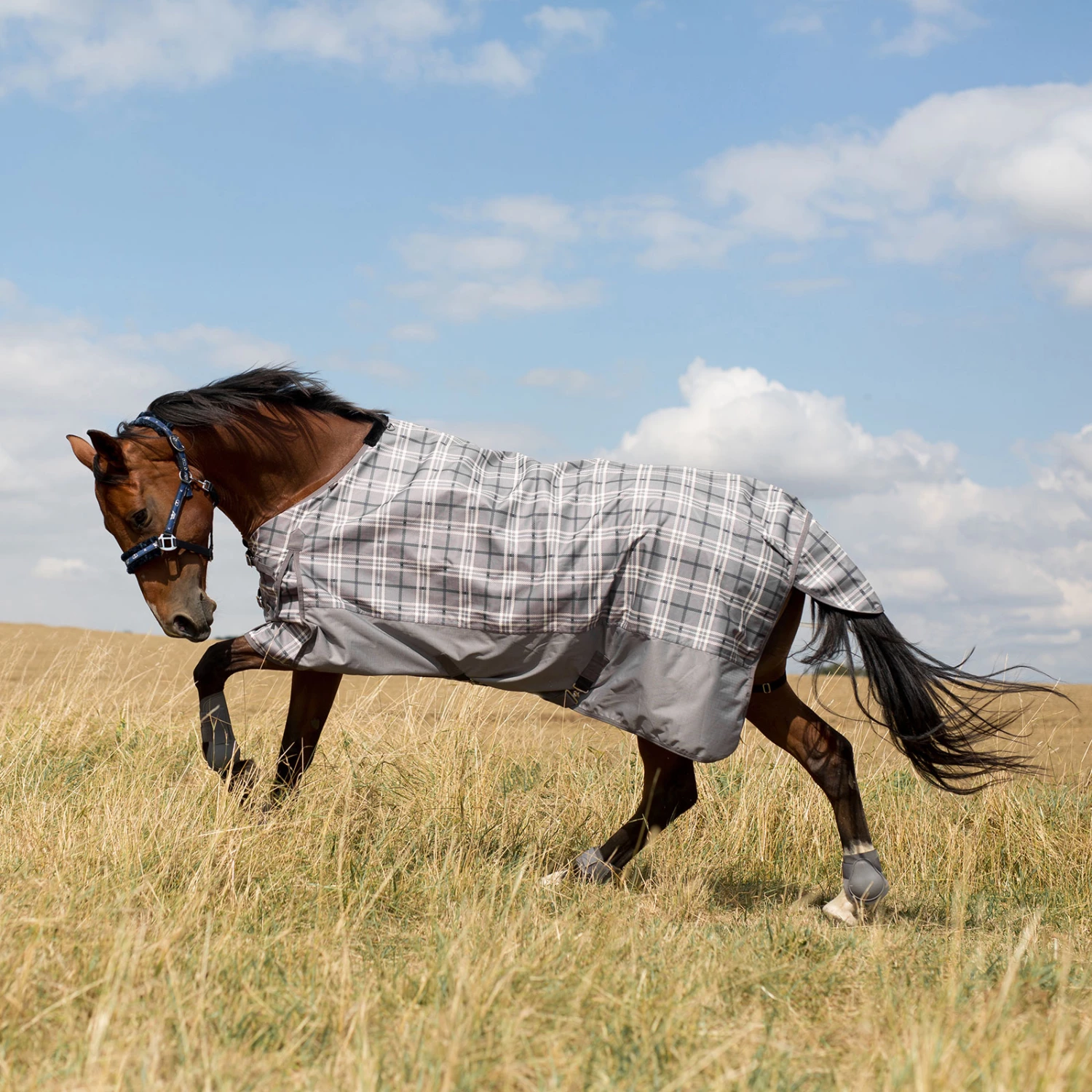 Horze Nevada Regendecke 12 Horze Nevada Regendecke – Bild 10