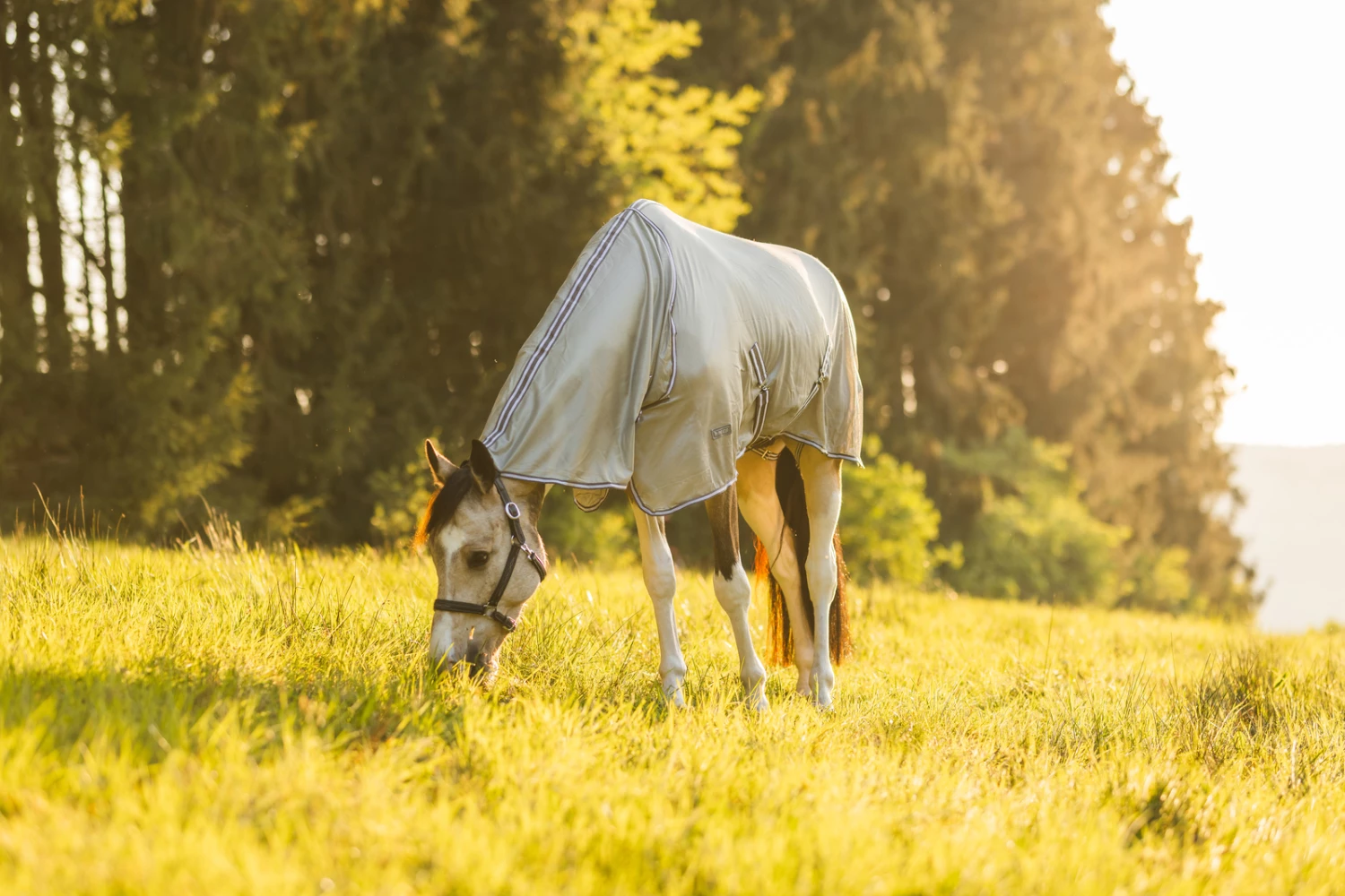 Horze La Pampa Fliegenschutz Set 20 Horze La Pampa Fliegenschutz Set – Bild 18