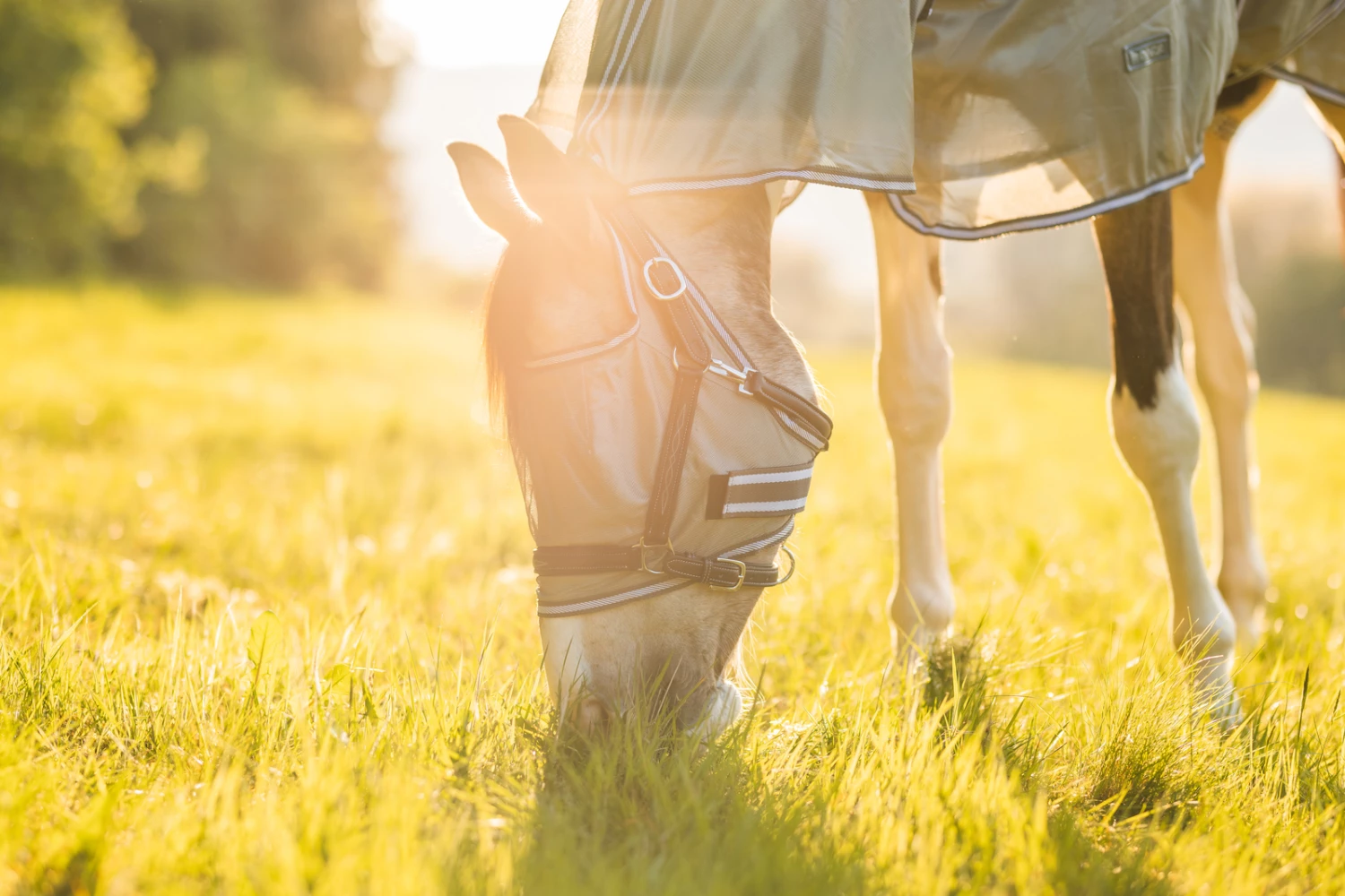 Horze La Pampa Fliegenschutz Set 21 Horze La Pampa Fliegenschutz Set – Bild 19