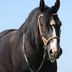 F.R.A. Shango Sidepull (System 3) Westerntrense -Weatherbeeta Shop 322924 NAT 3