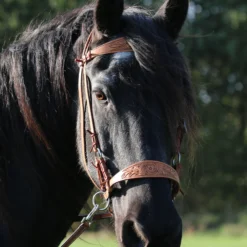 F.R.A. Diego Gebisslose Trense -Weatherbeeta Shop 334265 NAT 12